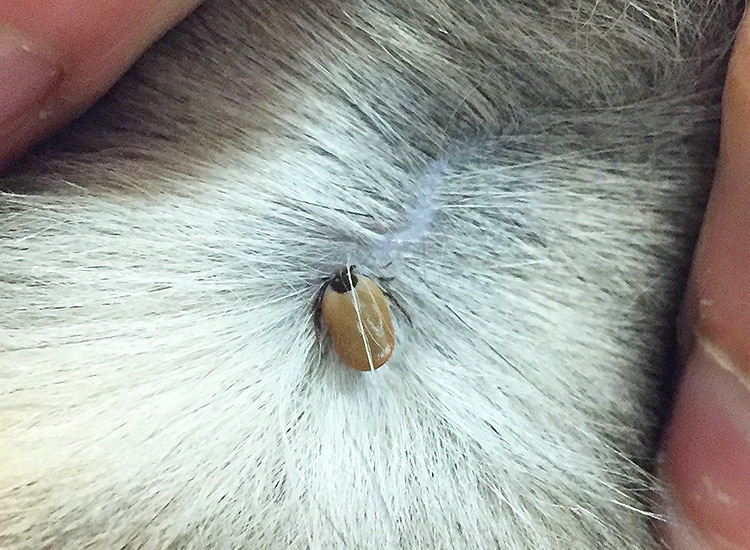 Piqûre de tique dans la peau d'un chat