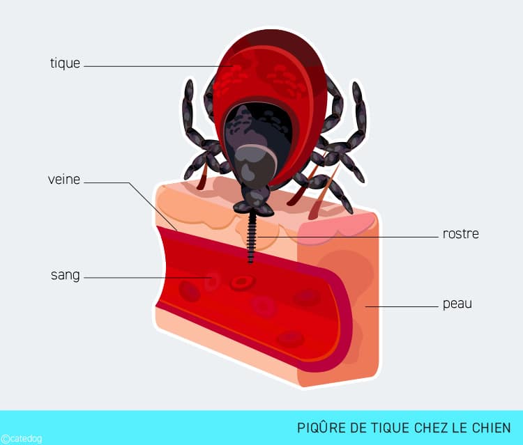 Piqûre de tique dans la peau chez le chien