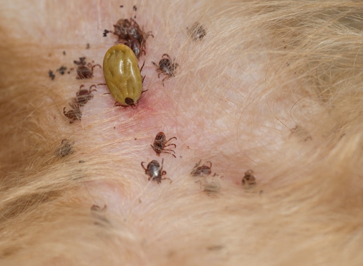 Une tique gorgée de sang et plusieurs tiques à jeun piquant la peau d’un chien