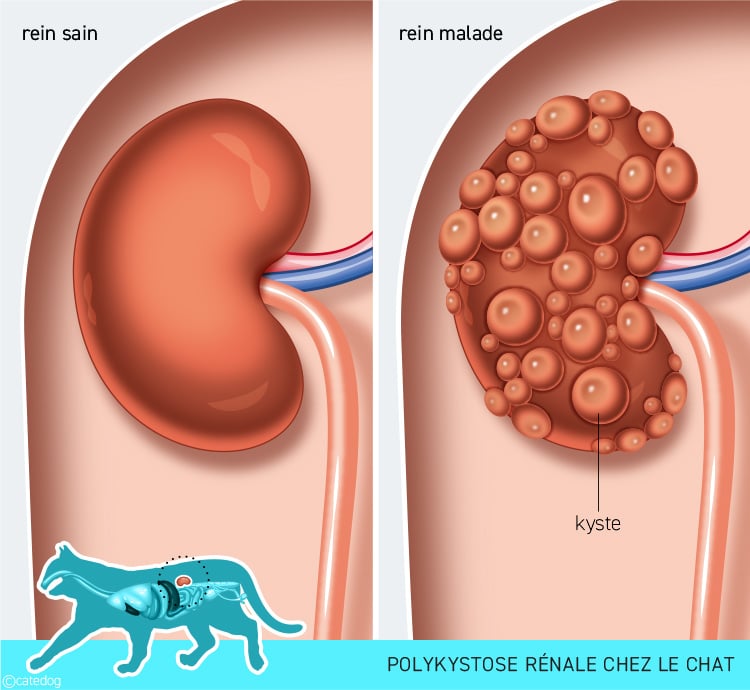 Polykystose rénale chez le chat