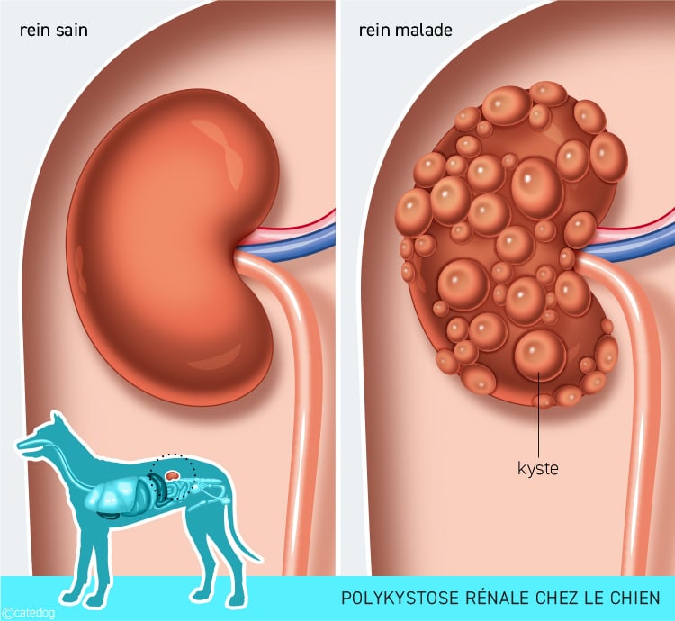 Polykystose rénale chez le chien