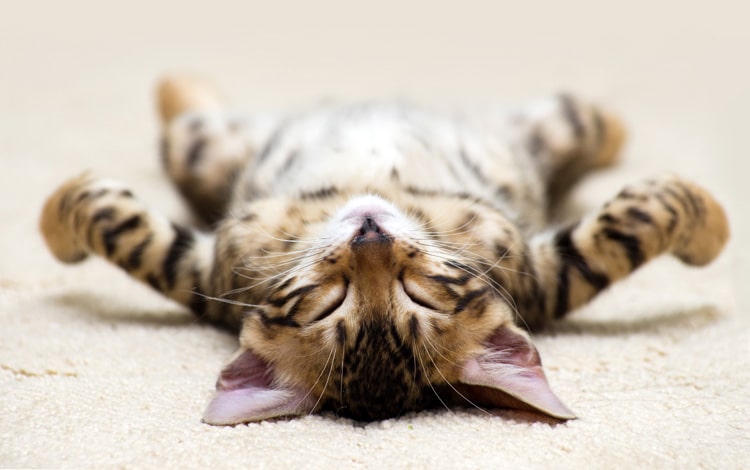 Pourquoi mon chat tremble quand il dort