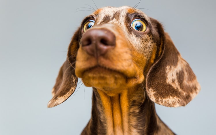 Pourquoi mon chien a-t-il le hoquet fréquemment ?