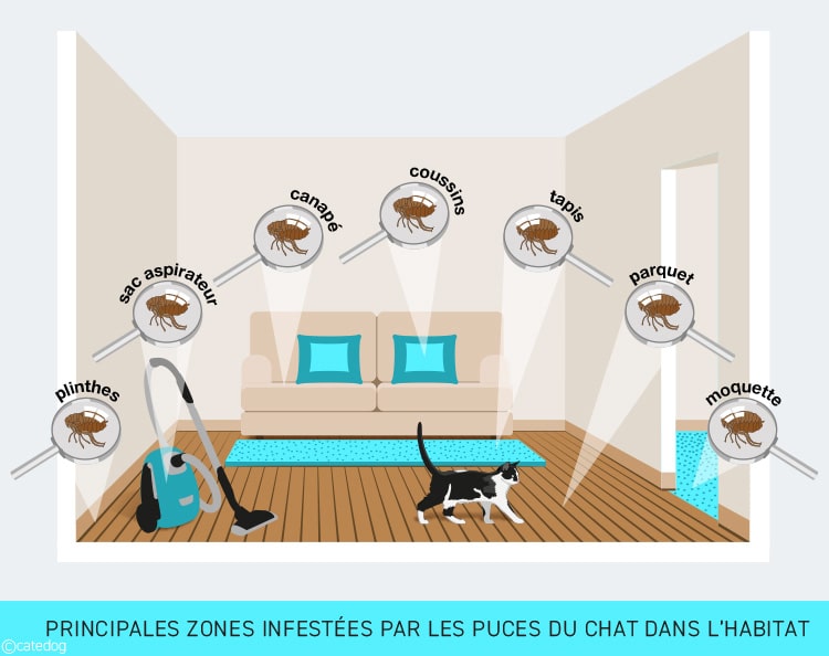 Principales zones infestées par les puces du chat dans l'habitat