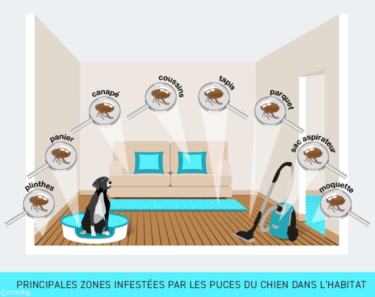Principales zones infestées par les puces du chien dans l'habitat