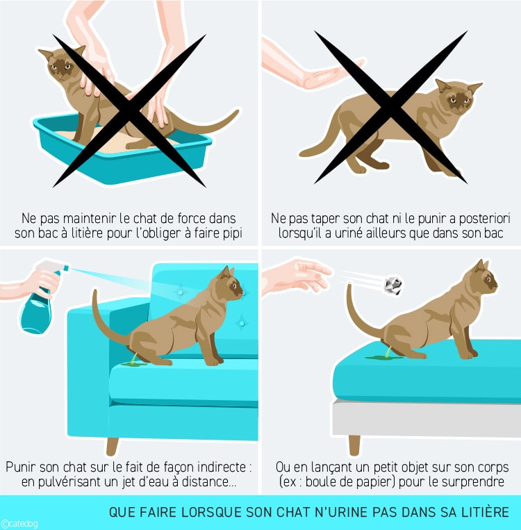 Doit-on punir un chat qui fait pipi partout