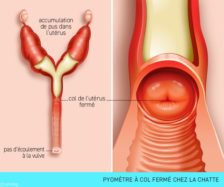Pyomètre à colle fermé chez la chatte