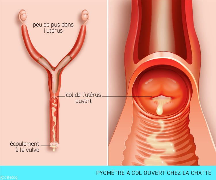 Pyomètre à col ouvert chez la chatte