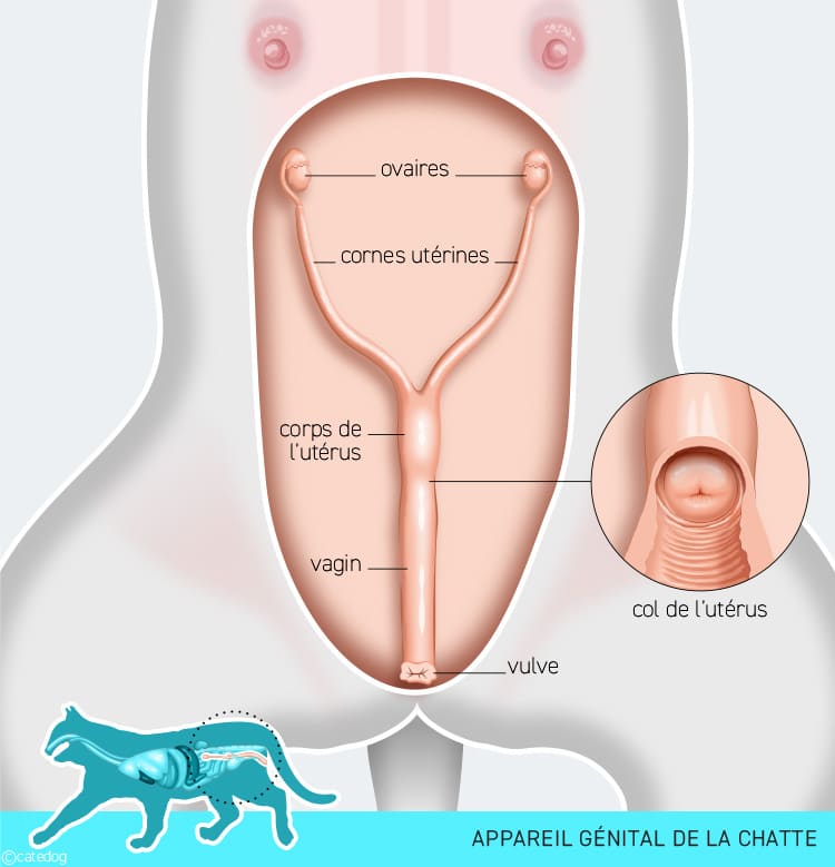 Pyomètre et appareil génital chez la chatte