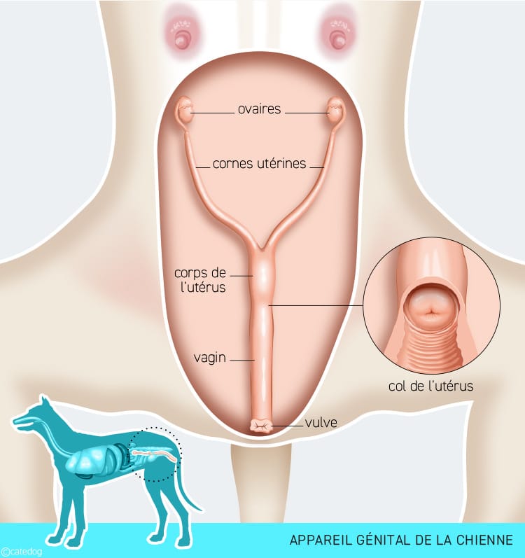 Traitement d'un pyomètre par ovario-hystérectomie chez la chienne