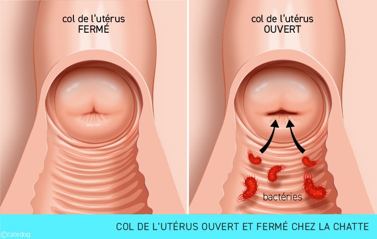 Pyomètre et col de l'utérus ouvert et fermé chez la chatte