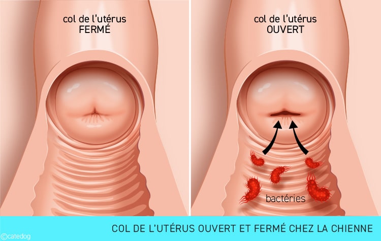 Pyomètre et col de l'utérus ouvert et fermé chez la chienne