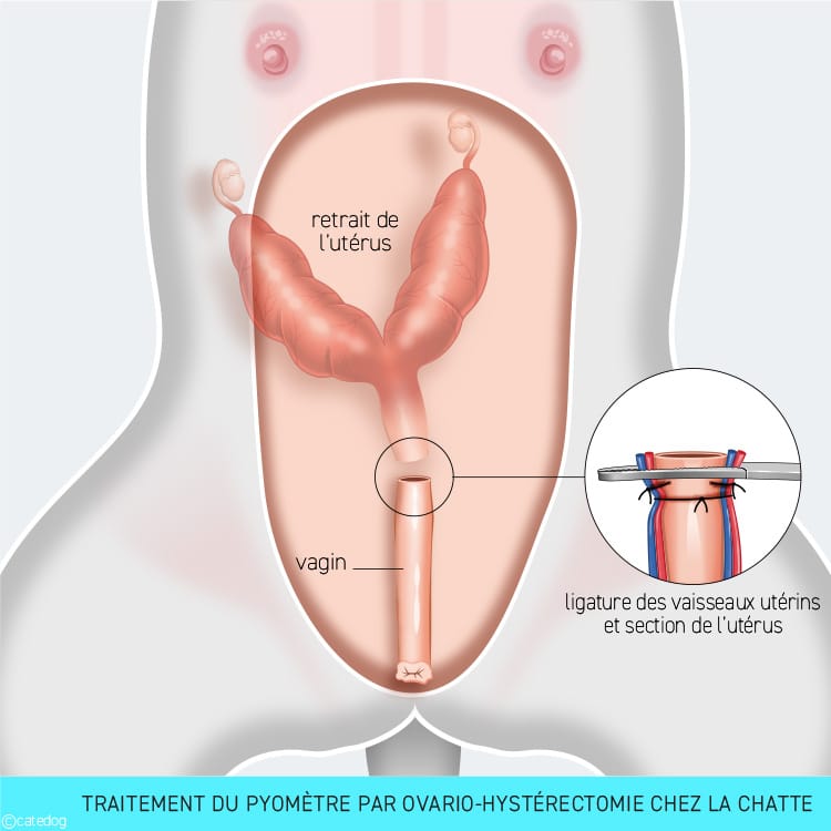 Traitement d'un pyomètre par ovario-hystérectomie chez la chatte