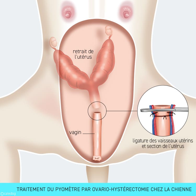 Traitement d'un pyomètre par ovario-hystérectomie chez la chienne