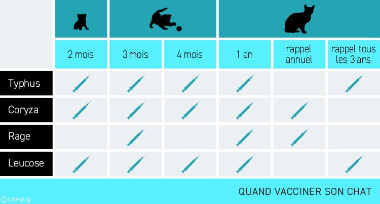 Calendrier de vaccination : quand vacciner un chat ou un chaton