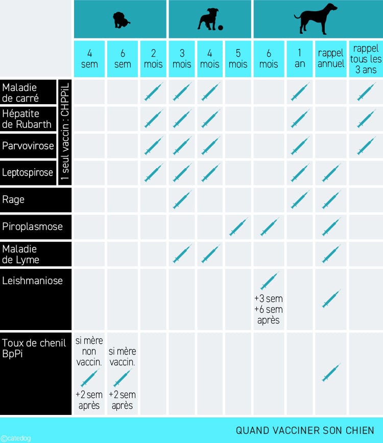 Calendrier de vaccination : quand vacciner un chien ou un chiot