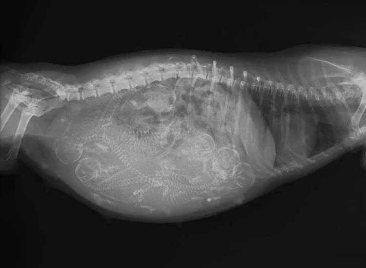 Radiographie d’une chienne mettant en évidence les squelettes des fœtus