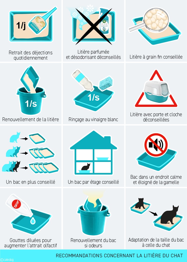Comment installer une litière avec un chat