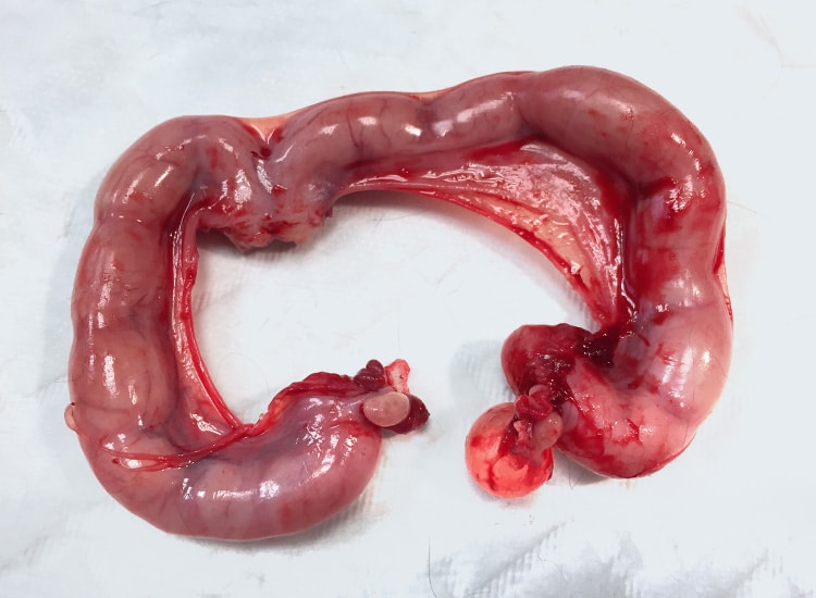 Retrait d'un utérus infecté dû à un pyomètre chez la chatte et la chienne