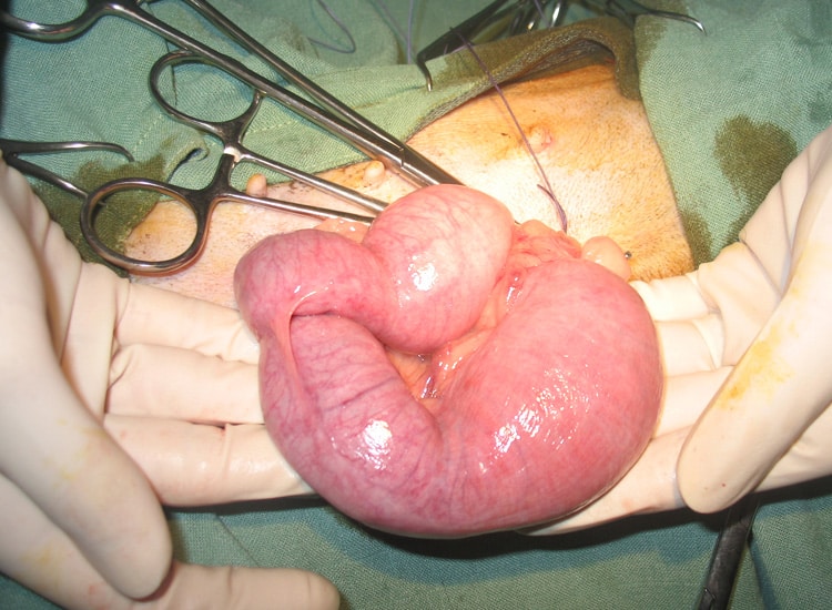 Retrait chirurgical de l’utérus d’une chienne suite à un pyomètre