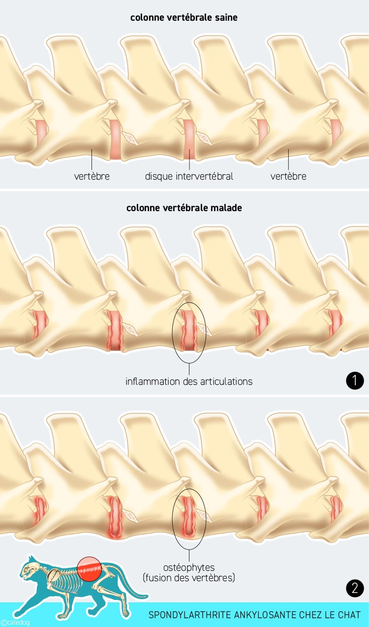 Spondylarthrite ankylosante chez le chat