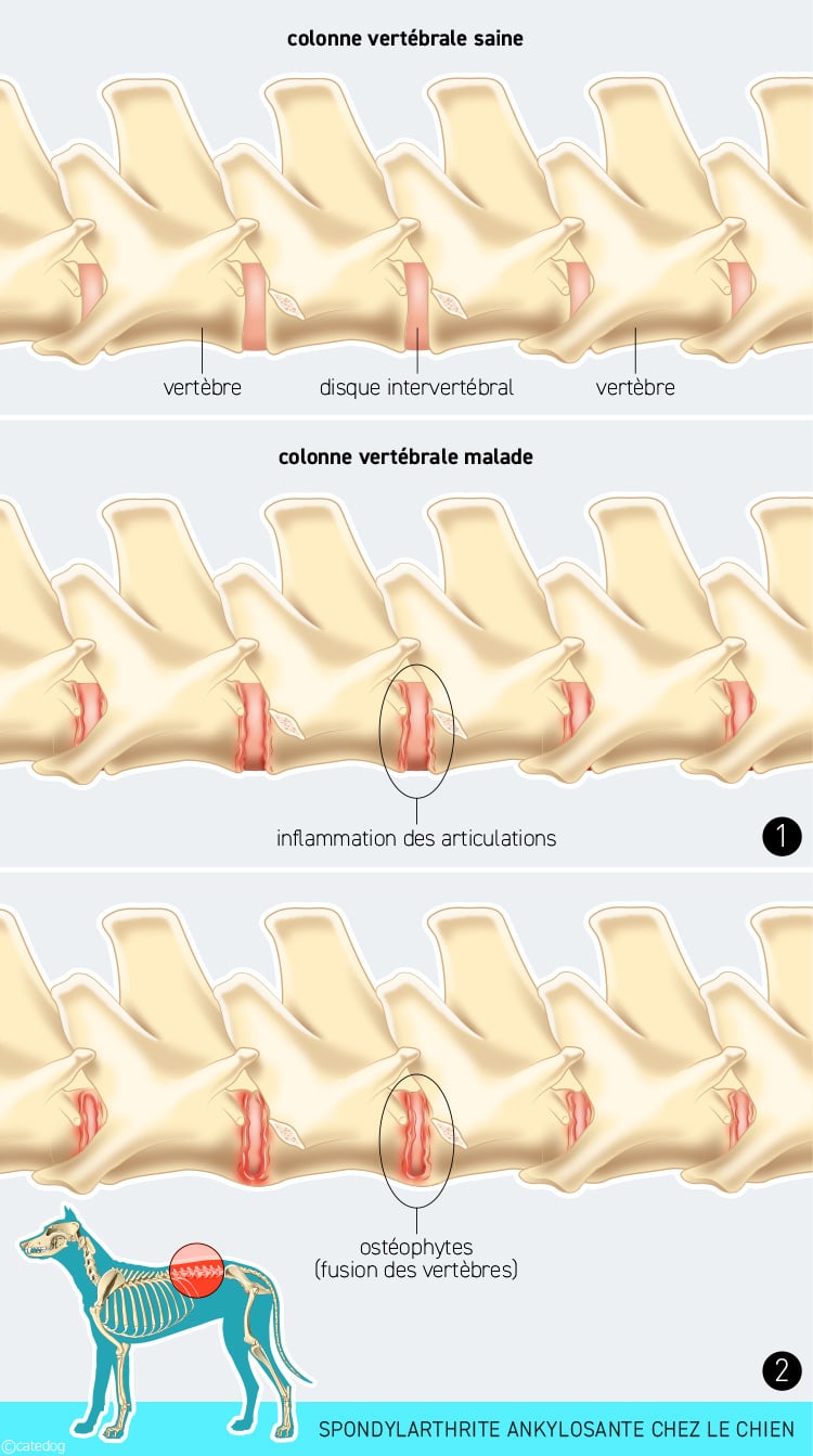Spondylarthrite ankylosante chez le chien