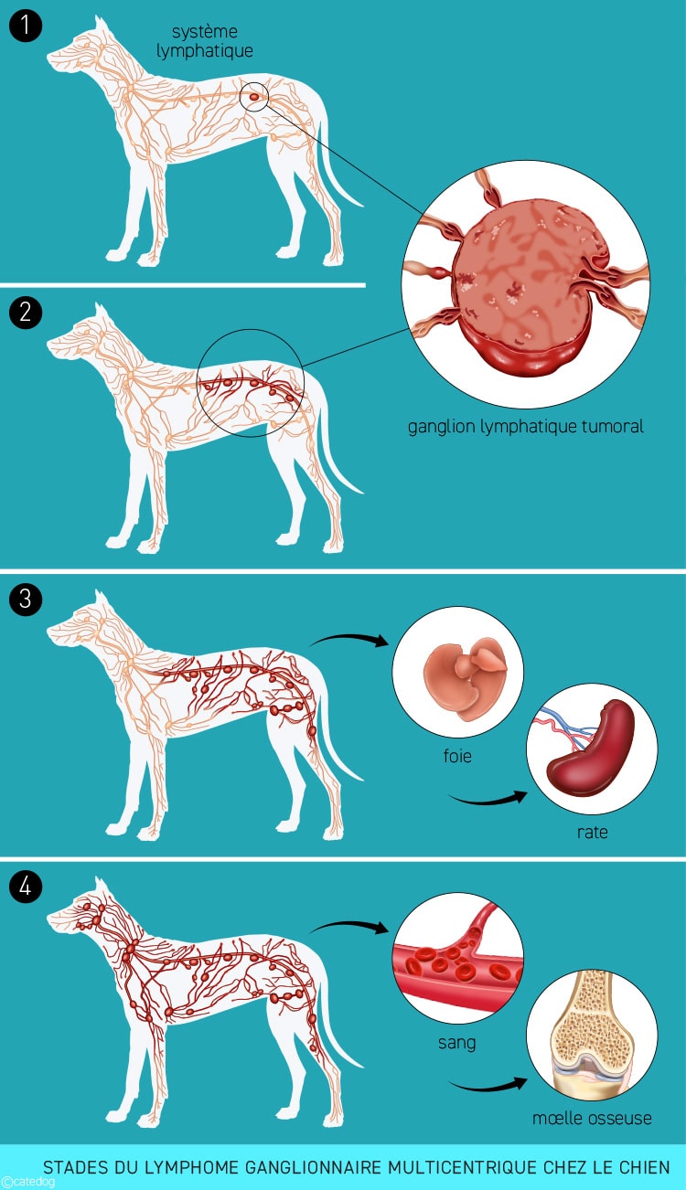 Stades du lymphome multicentrique chez le chien