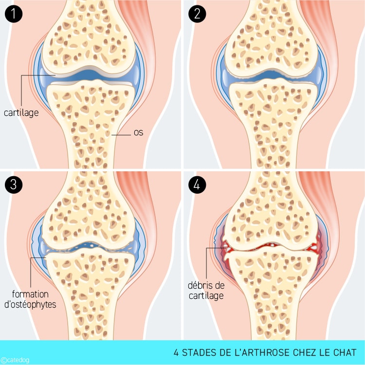 Stades de l'arthrose chez le chat