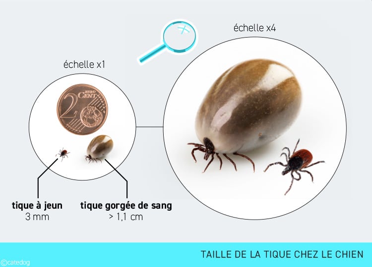 Taille de la tique chez le chien