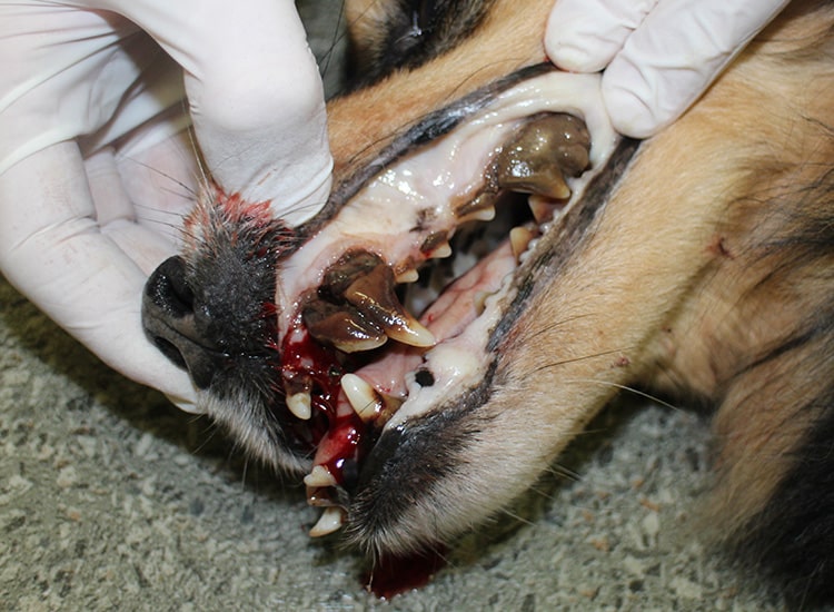 Déchaussement dentaire dû à la présence de tartre chez un chien