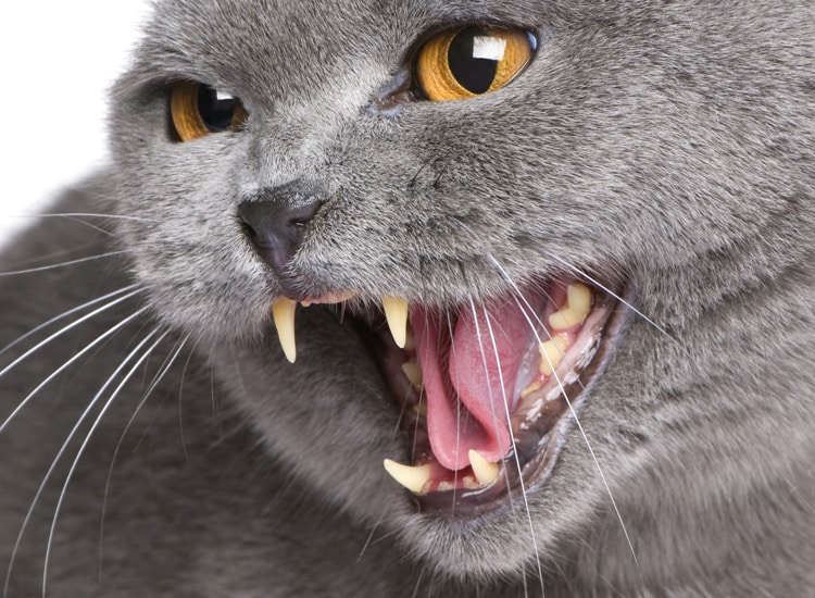 Dents jaunes chez le chat et tartre dentaire