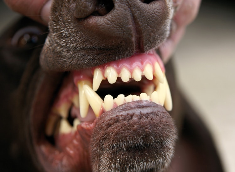Dents jaunes chez le chien et tartre dentaire