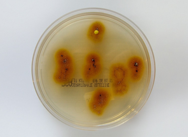 Culture de champignons Microsporum Canis responsables de la teigne chez le chat et le chien