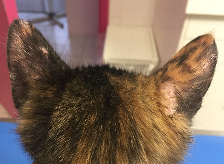 Lésions de teigne sur les oreilles d’un chat
