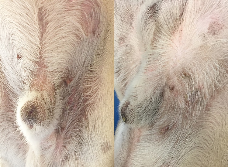Lésions de teigne sur les aisselles d’un chien Carlin