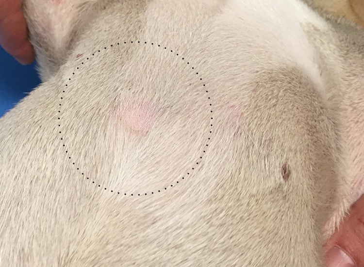 Lésions de teigne sur le poitrail d’un chien