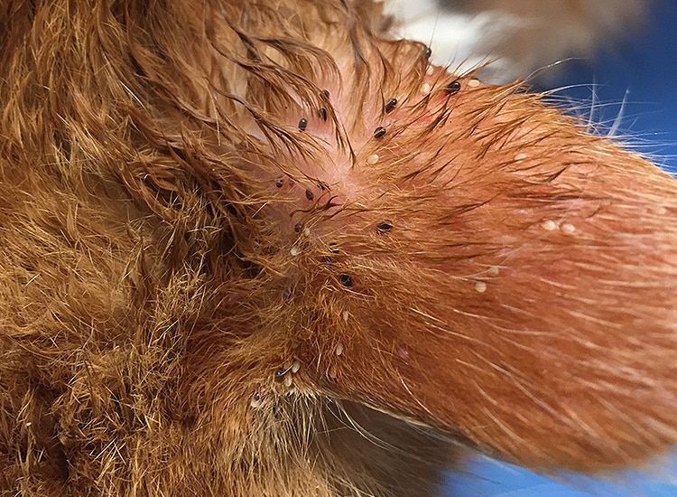 Tiques sur l'oreille d'un chat