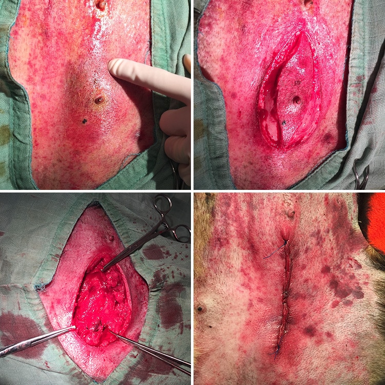 Traitement et chirurgie d'une tumeur mammaire chez la chienne