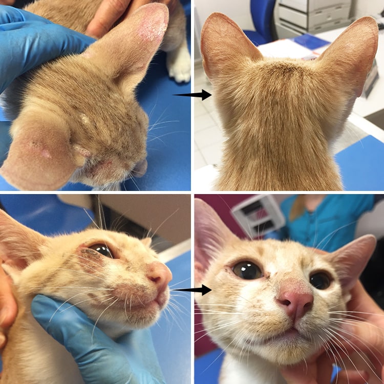 Teigne du chat avant et après traitement