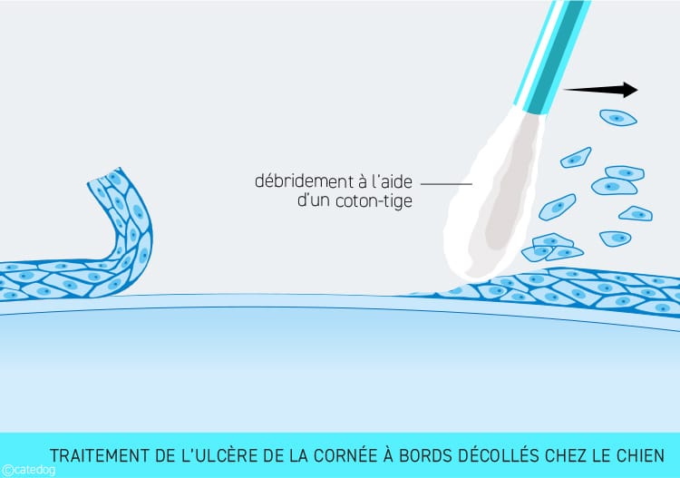 Traitement de l'ulcère de la cornée à bords décollés de l'œil chez le chien