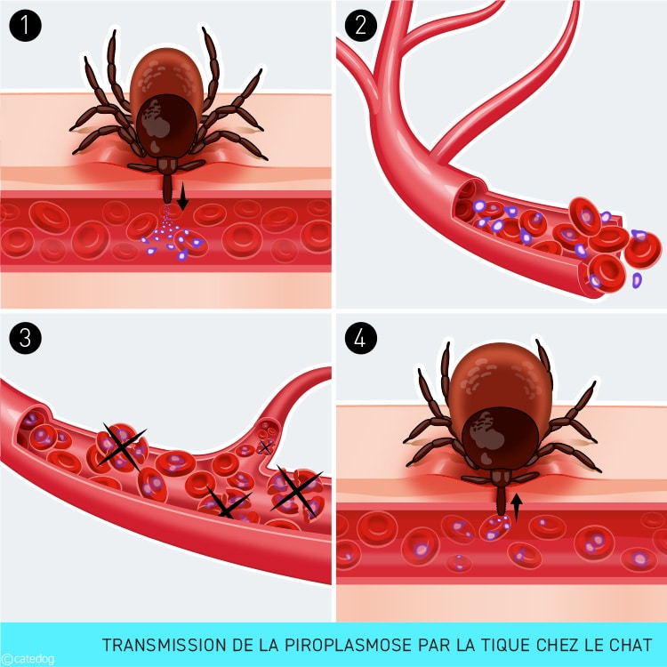 Transmission de la piroplasmose par la tique chez le chat