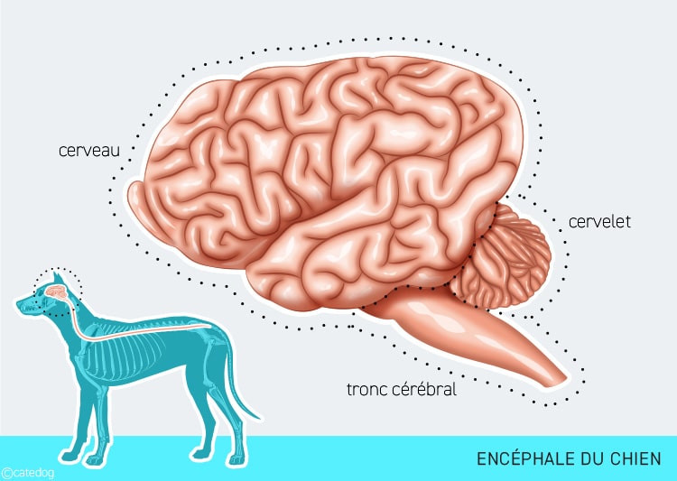 Tumeur du cerveau ou encéphale chez le chien