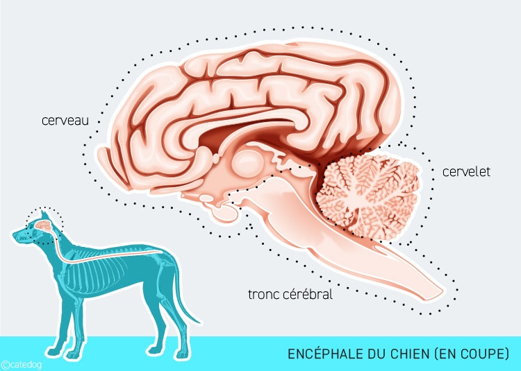 Tumeur du cerveau ou encéphale chez le chien