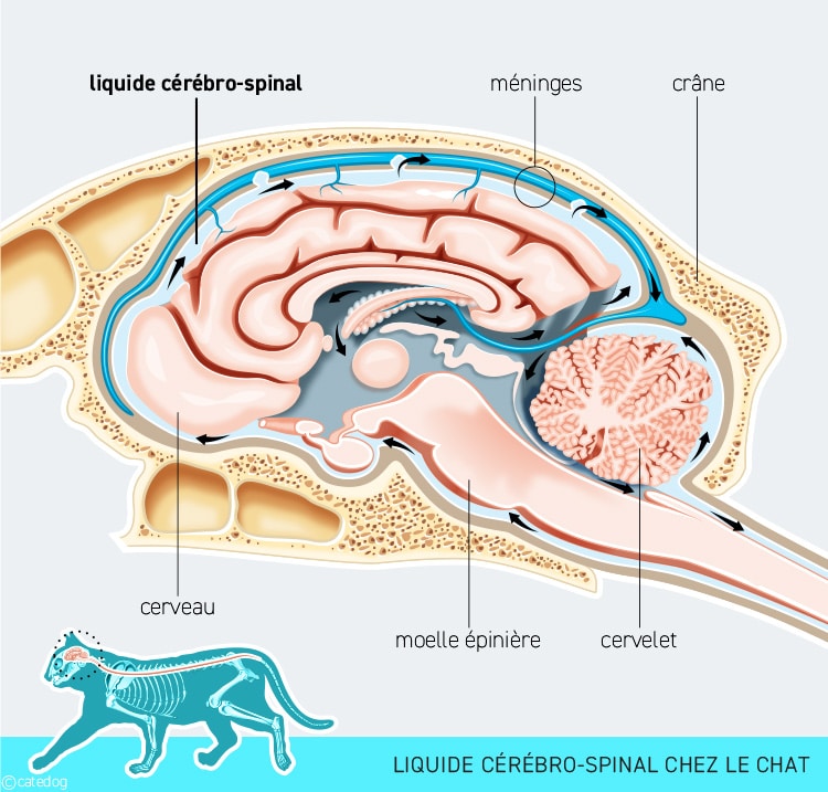 Tumeur du cerveau ou encéphale chez le chat