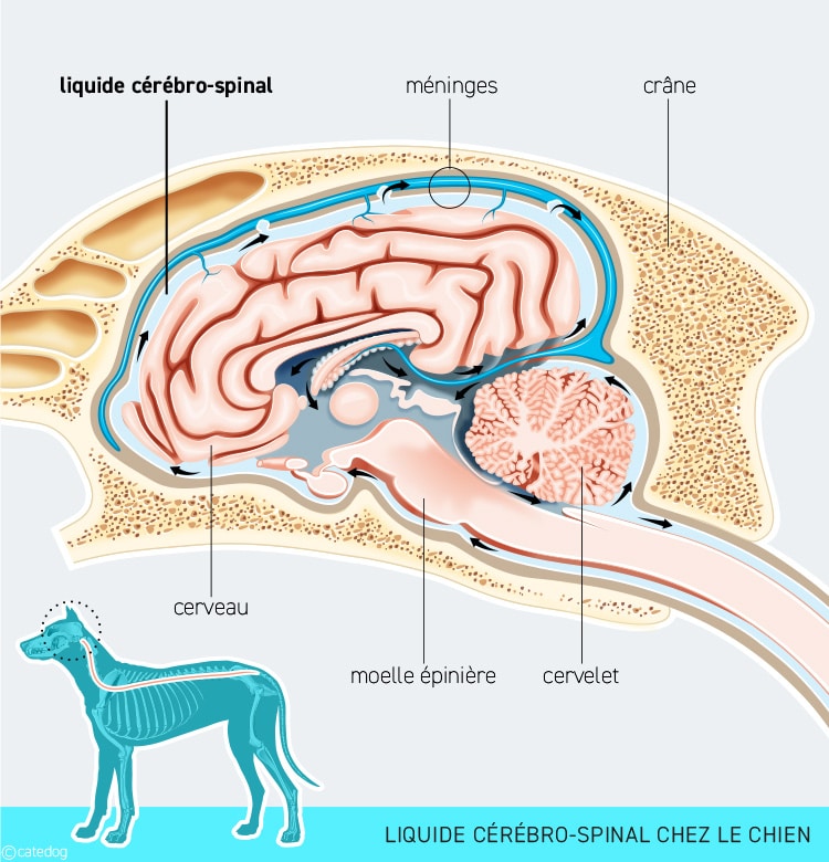 Tumeur du cerveau ou encéphale chez le chien
