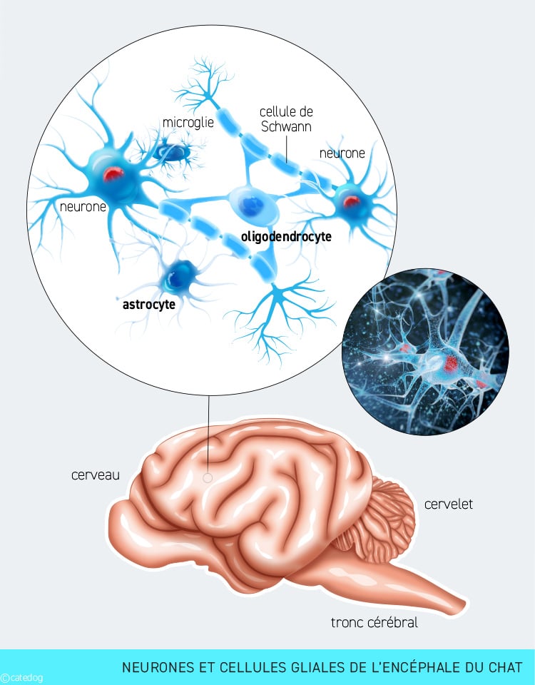 Tumeur du cerveau ou encéphale chez le chat
