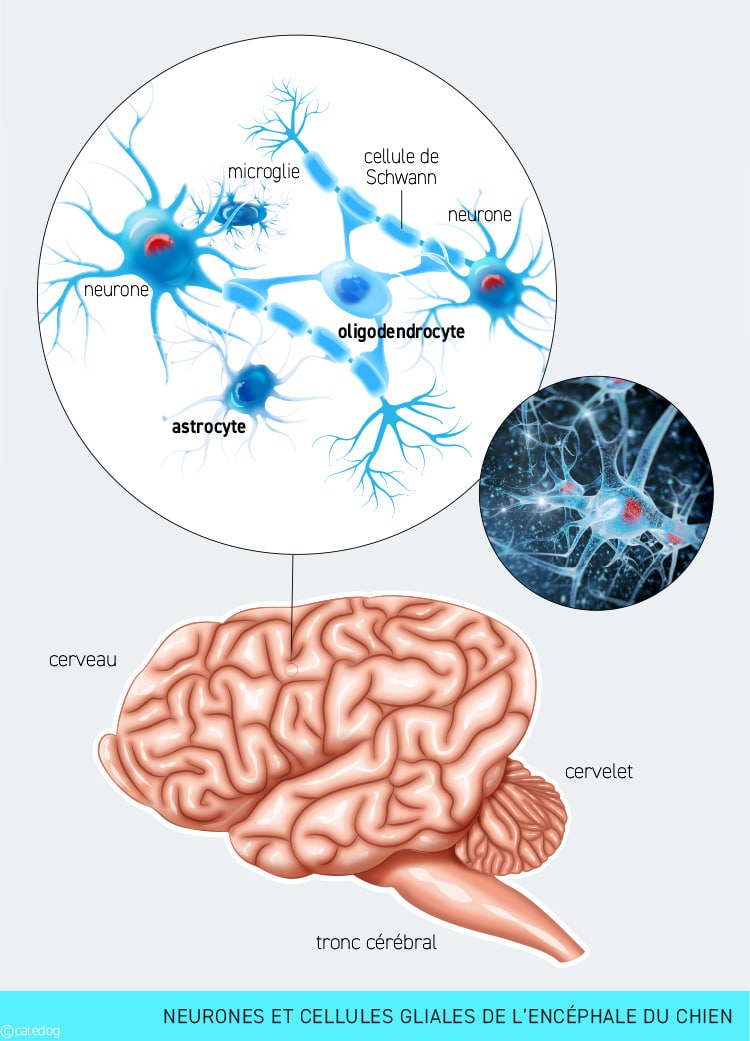 Tumeur du cerveau ou encéphale chez le chien