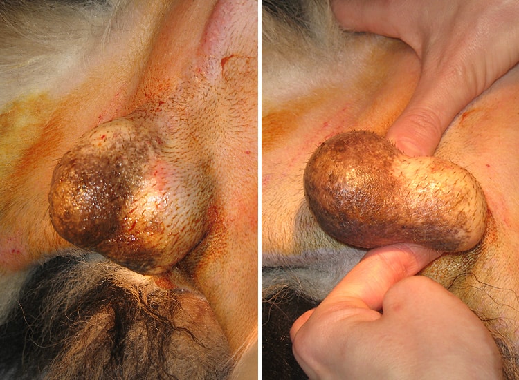 Tumeur du testicule chez un chien
