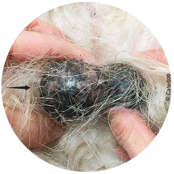 Tumeur leydigome du testicule chez un chien