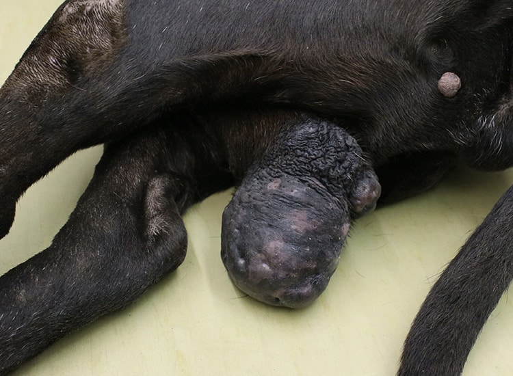 Tumeur sterlinome du testicule chez un chien